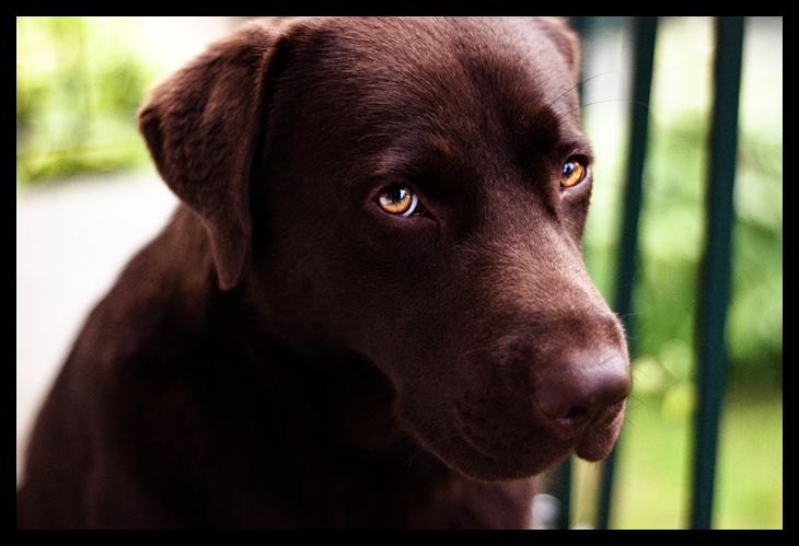 Choco Dog