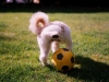P'tit Lou Pipi - Flexaret