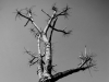 Dead Wood