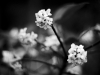 Black Plantes