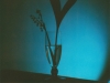 Bleu Muguet