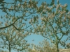 Flag in the Tree