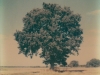 Aupr&egrave;s de mon arbre...